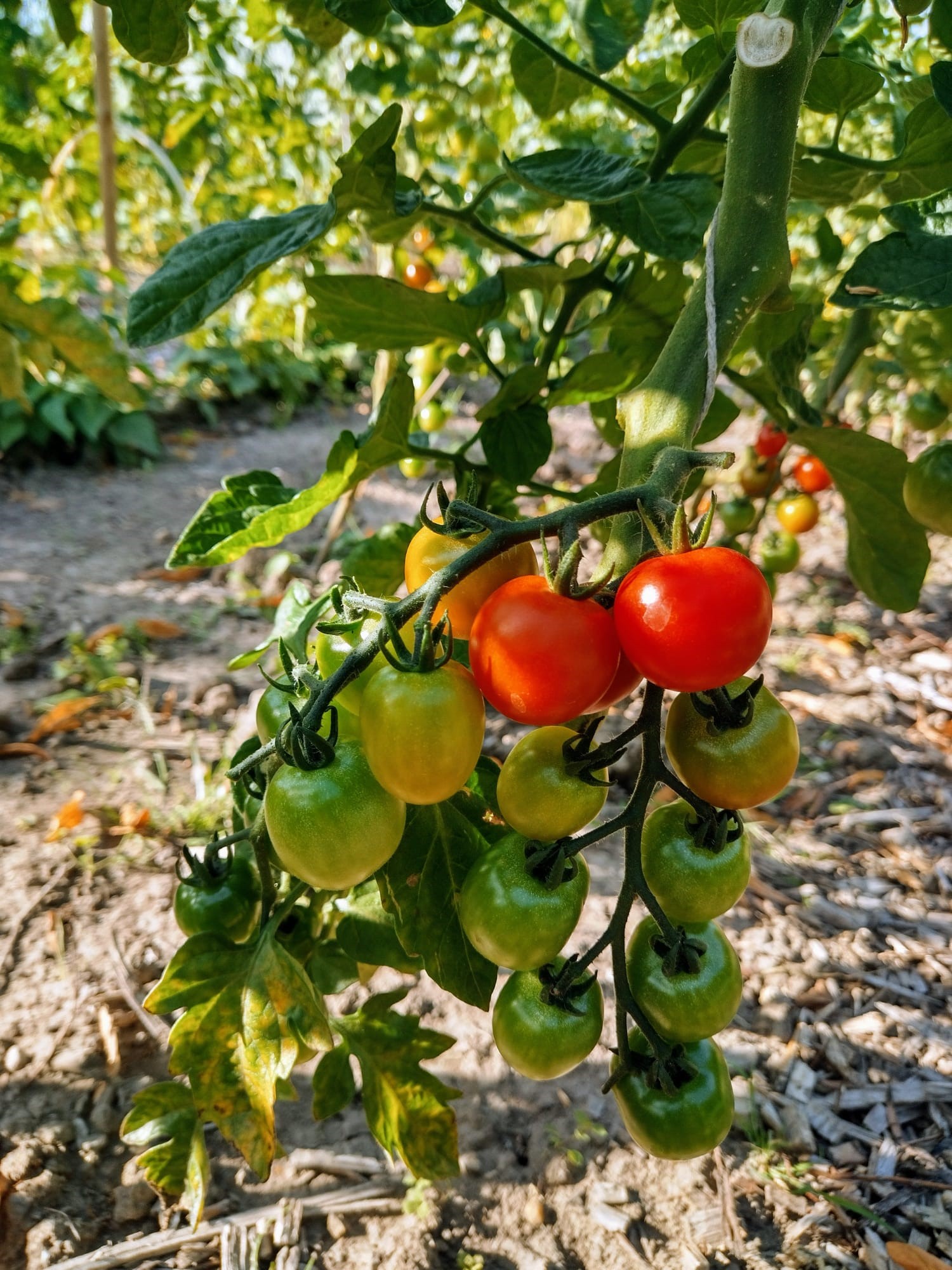 tomaten stadslandbouw van Ruytenburch