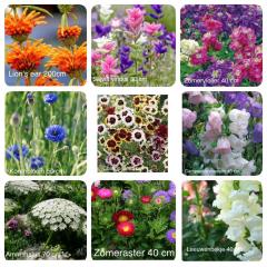 Thumbnail of Save the date: 1 juni van 12 uur tot 15 uur: Verkoop snijbloemplantjes en Dahlia planten