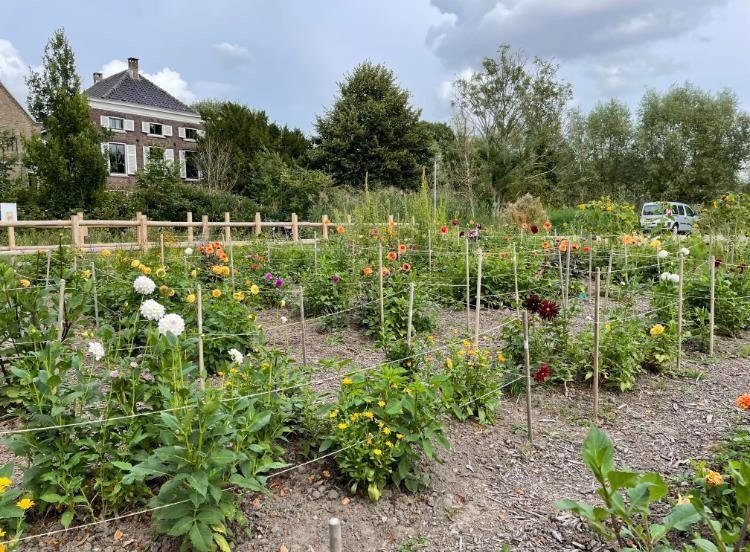 Bloemen akker