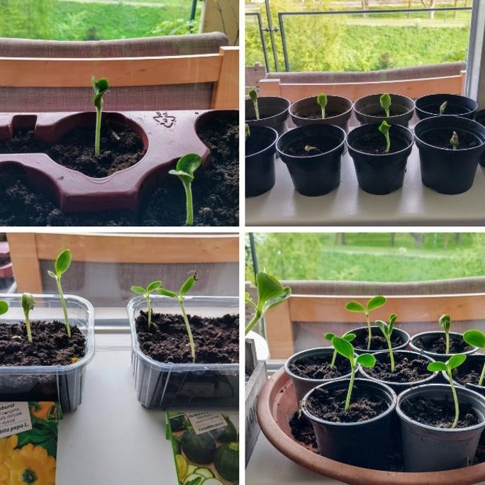 Courgette zaailingen