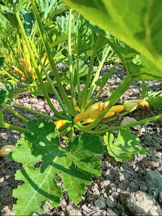 Gele courgette