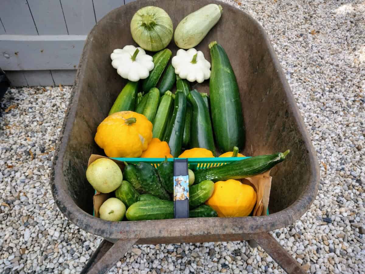 Oogstmarkt en Open akker