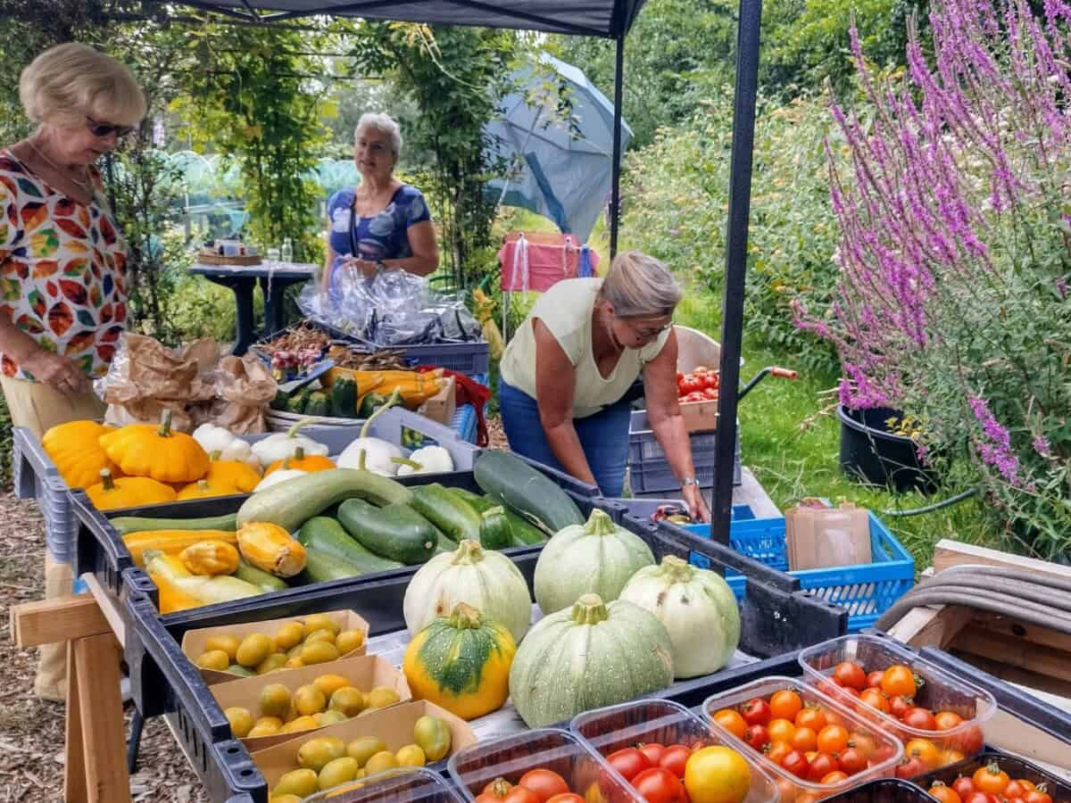 Oogstmarkt en open  akker Westlandse weg 250